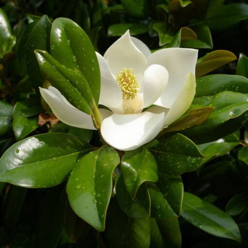 16. Magnolia grandiflora 'Galissonnière'
